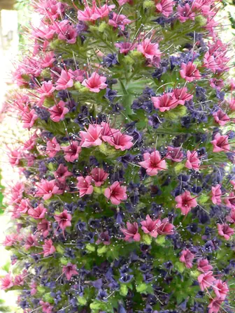 Echium wildpretii — floraison