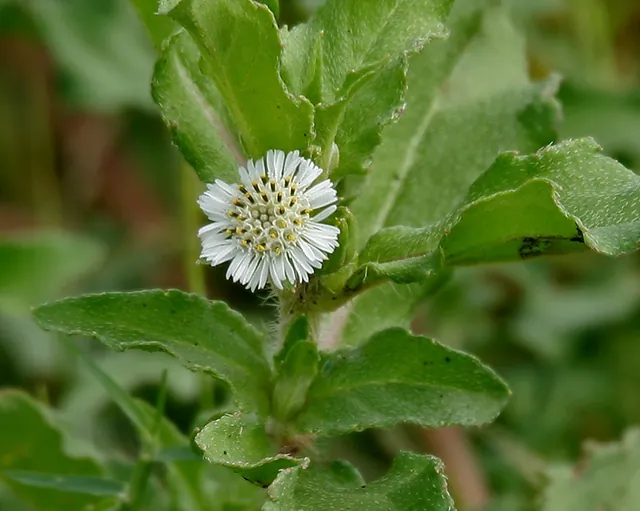Eclipta prostrata — floraison
