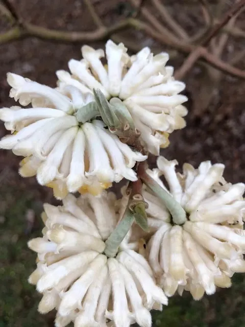 Edgeworthia chrysantha — floraison