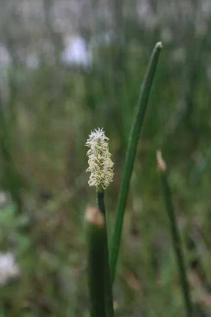 Eleocharis interstincta — floraison