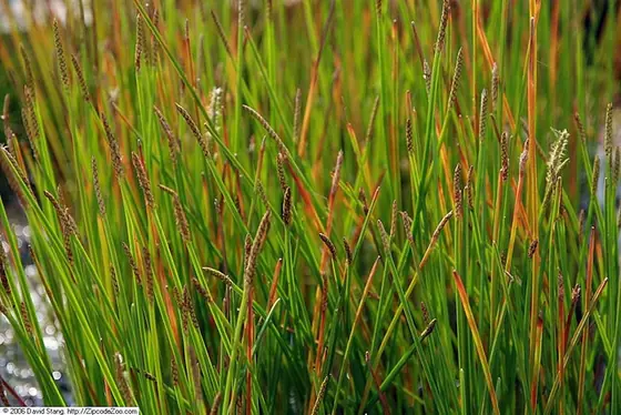 Eleocharis quadrangulata — photographie botanique