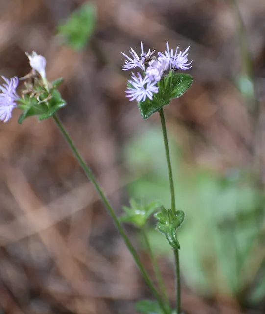 Elephantopus tomentosus — floraison