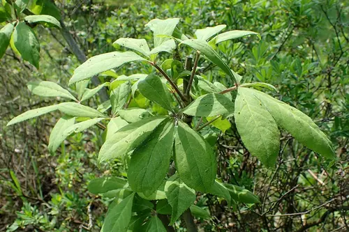 Eleutherococcus henryi — feuillage