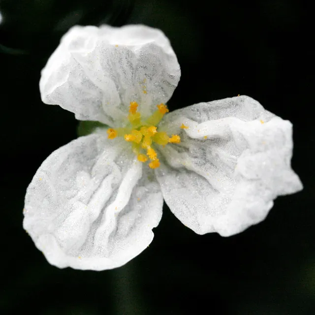 Elodea densa — floraison