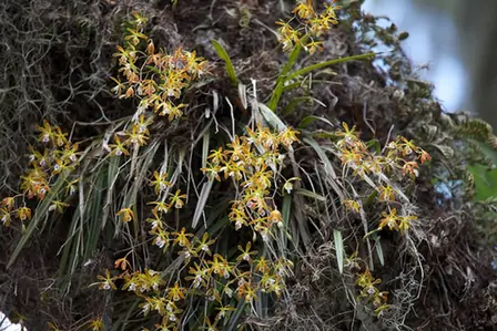 Encyclia tampensis — port de la plante