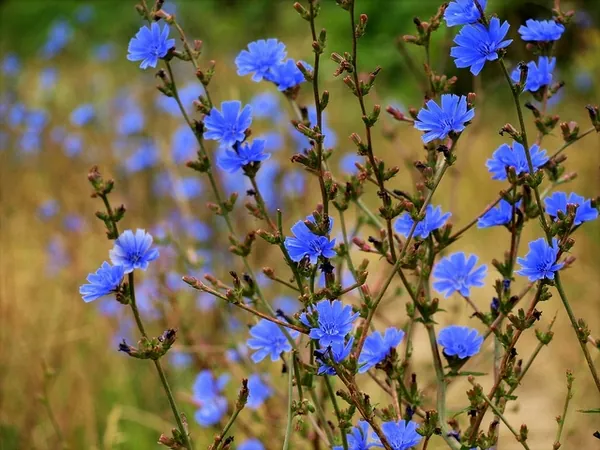 Endive et chicorée — Cichorium intybus