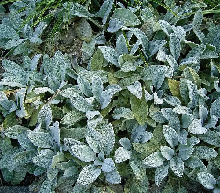 Épiaire laineux — Stachys byzantina