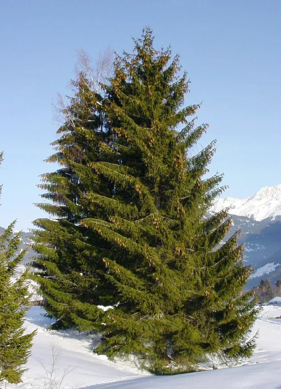 Épicéa commun — Picea abies
