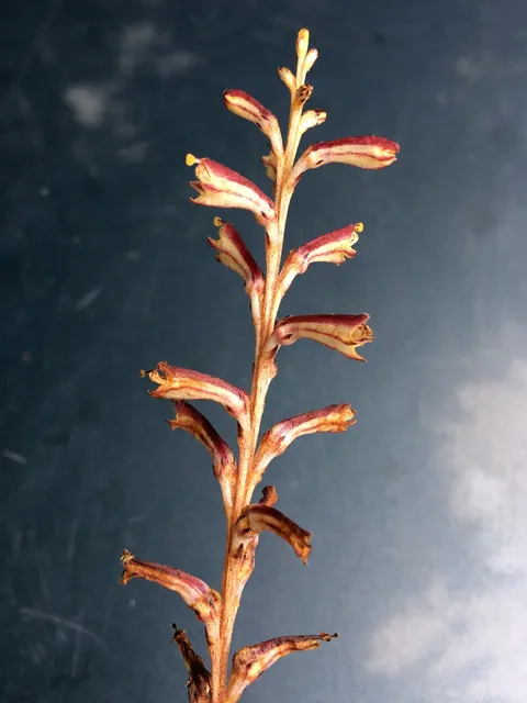 Epifagus virginiana — floraison