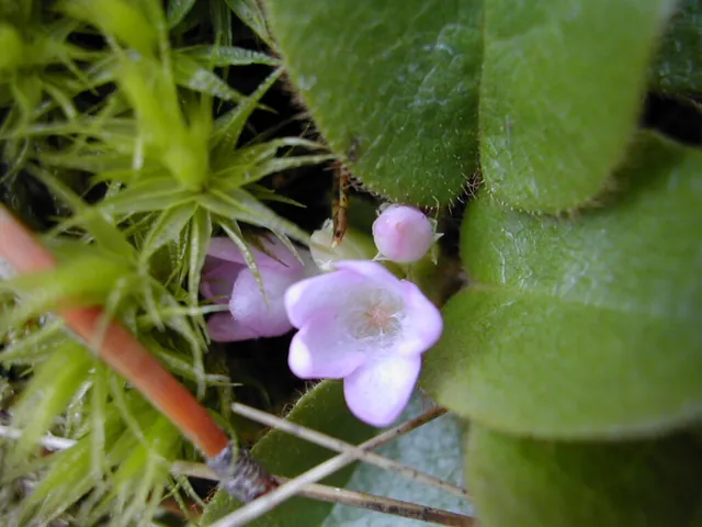 Epigaea repens — floraison