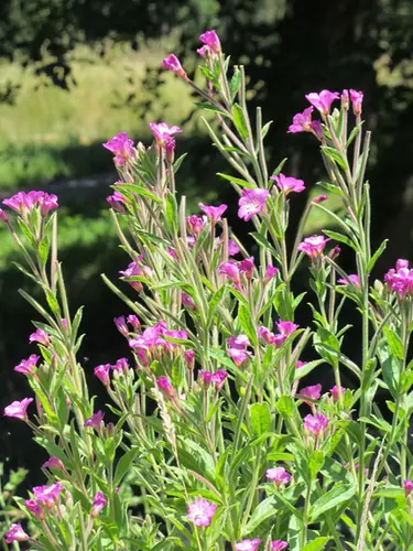 Epilobium hirsutum — floraison