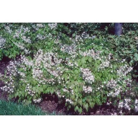 Epimedium sempervirens — port de la plante