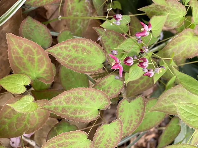 Epimedium × rubrum — floraison