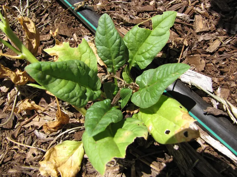 Épinard — Spinacia oleracea