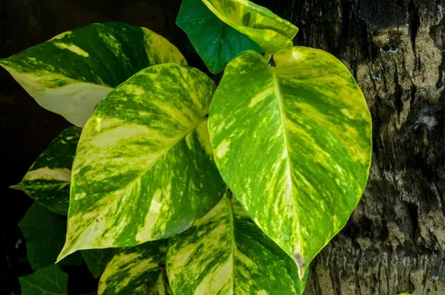 Epipremnum aureum — feuillage