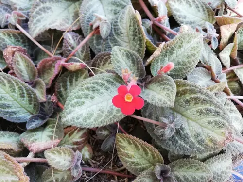 Episcia reptans — floraison