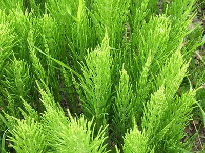 Equisetum arvense — port de la plante