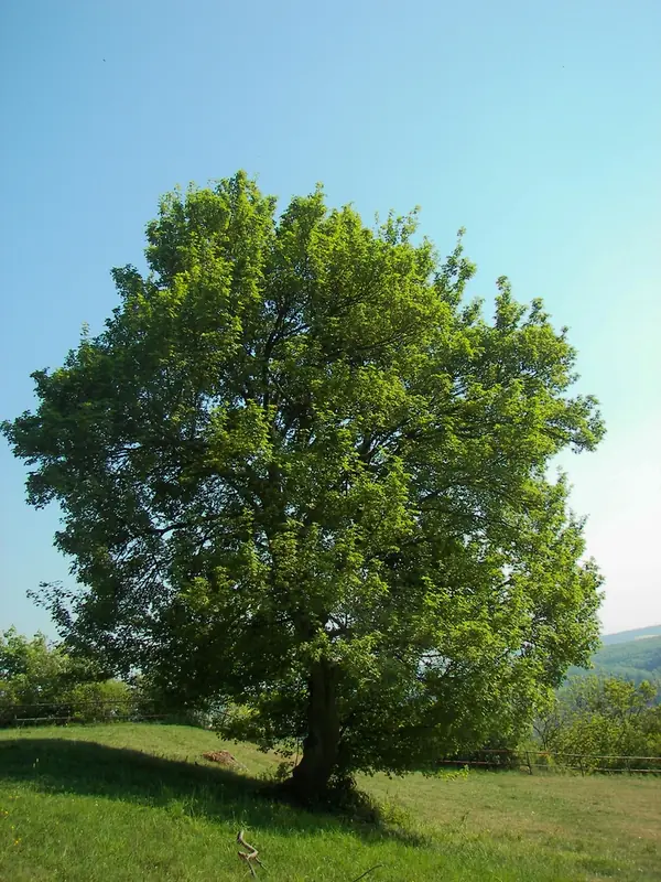Érable champêtre — Acer campestre