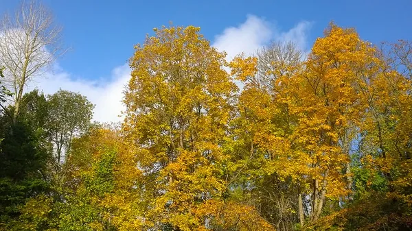 Érable plane — Acer platanoides
