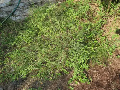 Eragrostis hirsuta — port de la plante