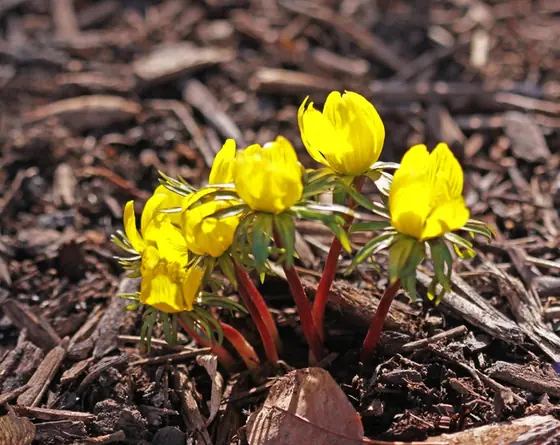 Eranthis cilicica — port de la plante