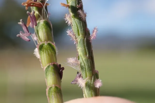 Eremochloa ophiuroides — floraison