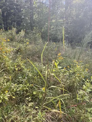 Erianthus alopecuroides — port de la plante