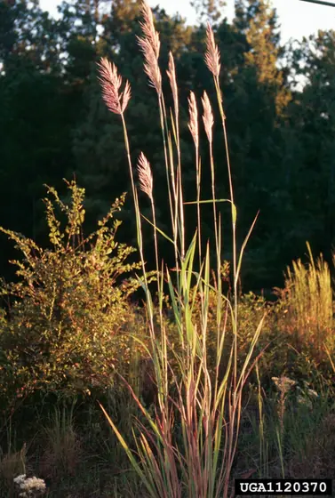 Erianthus giganteus — port de la plante