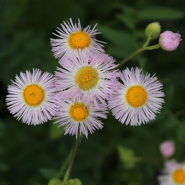 Erigeron acris — floraison