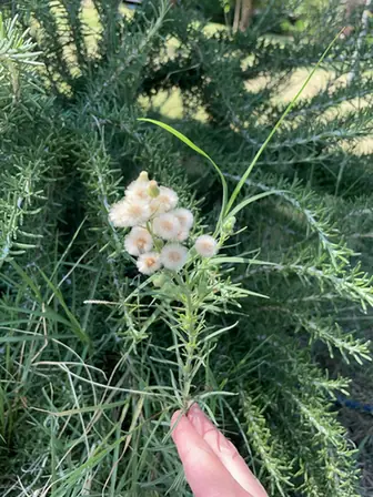 Erigeron bonariensis — floraison