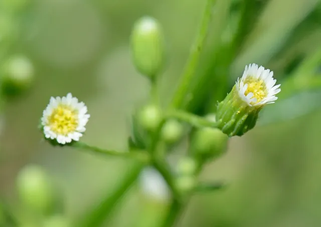 Erigeron canadensis — photographie botanique