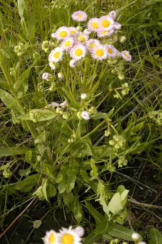 Erigeron pulchellus — floraison