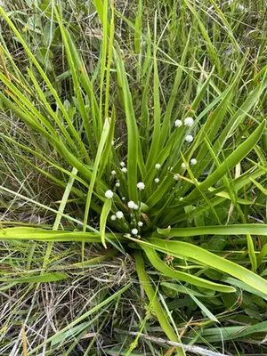 Eriocaulon decangulare — port de la plante