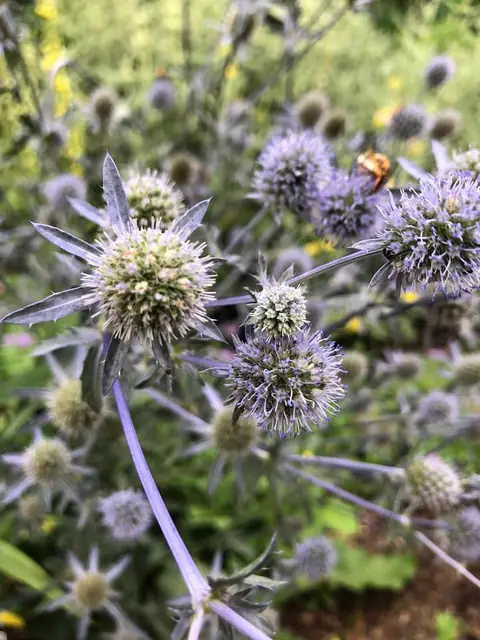 Eryngium planum — floraison