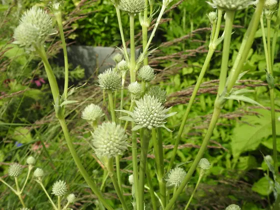 Eryngium yuccifolium — floraison
