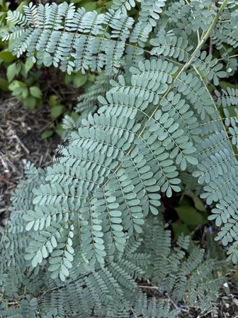 Erythrostemon gilliesii — feuillage