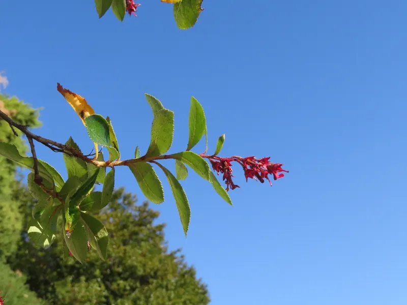 Escallonia — Escallonia rubra