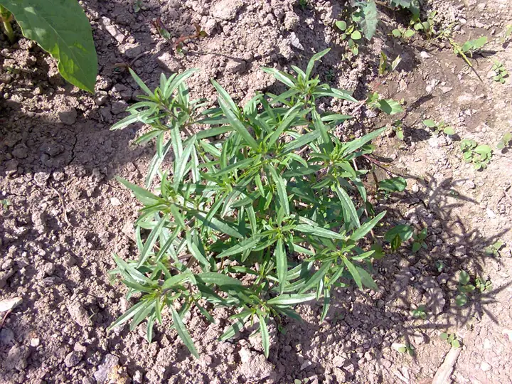 Estragon — Artemisia dracunculus