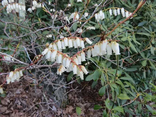 Eubotrys recurva — floraison