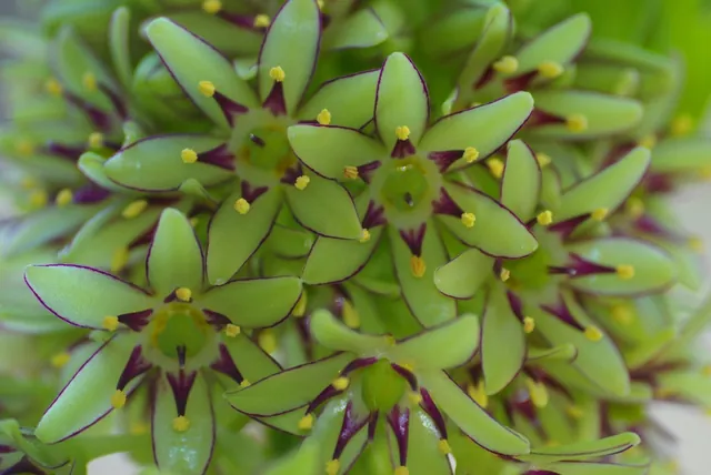 Eucomis bicolor — photographie botanique