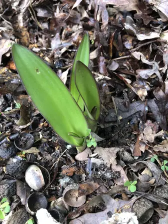 Eucomis comosa — port de la plante