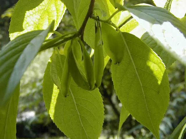 Eucommia ulmoides — feuillage