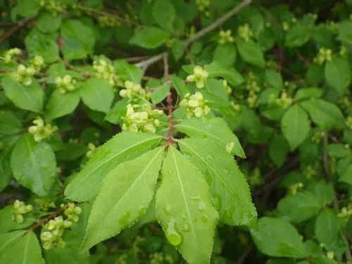 Euonymus alatus — floraison