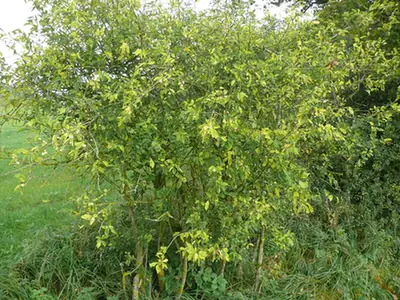 Euonymus europaeus — port de la plante