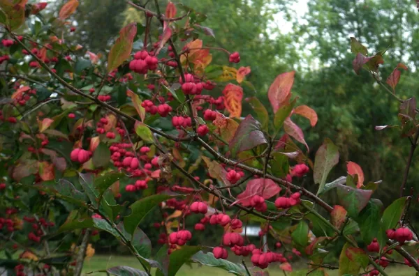 Euonymus maackii — photographie botanique