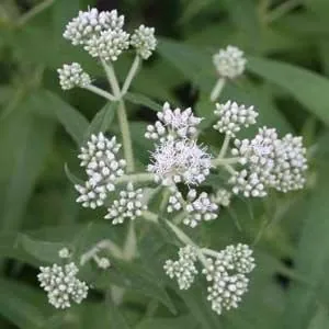 Eupatorium perfoliatum — floraison