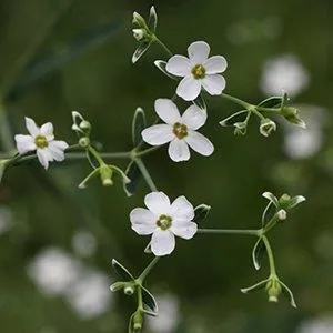 Euphorbia corollata — floraison