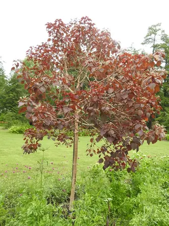 Euphorbia cotinifolia — port de la plante