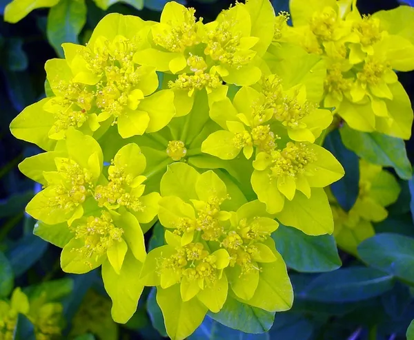 Euphorbia epithymoides — floraison