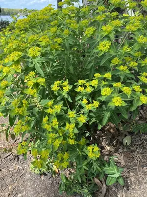 Euphorbia palustris — port de la plante
